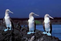 Inquiétude pour le fou aux pieds bleus, un des symboles des Galapagos