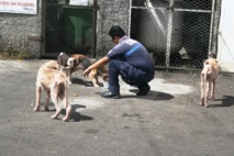 Pour les vétérinaires, les chiens errants sont plus dangeureux que les pitbull. Pour les vétérinaires, les chiens errants sont plus dangeureux que les pitbull.