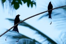 Un oiseau imite les cris d'alerte d'autres espèces pour dérober leur nourriture Un oiseau imite les cris d'alerte d'autres espèces pour dérober leur nourriture