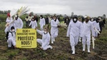 Action des faucheurs et de Greenpeace contre un champ de maïs OGM