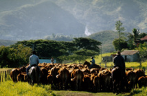 "Français et Calédonien", Flavien Pierson, descendant de pionniers, n'imagine la vie que sur le Caillou "Français et Calédonien", Flavien Pierson, descendant de pionniers, n'imagine la vie que sur le Caillou
