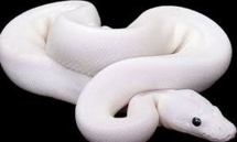 Lutte contre une invasion de serpents albinos aux Canaries