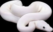 Lutte contre une invasion de serpents albinos aux Canaries Lutte contre une invasion de serpents albinos aux Canaries