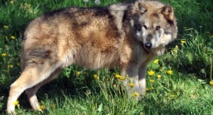La présence du loup fait monter la pression dans l'Aude