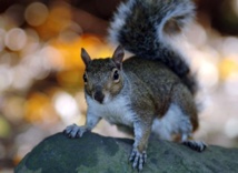 Gris ou roux, les écureuils sont égaux n'en déplaise au prince Charles (association) Gris ou roux, les écureuils sont égaux n'en déplaise au prince Charles (association)