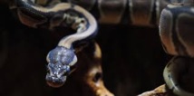 Hong Kong: un chien sauvé des anneaux d'un python par sa maîtresse