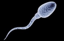 Des spermatozoïdes vieux de 17 millions d'années découverts en Australie Des spermatozoïdes vieux de 17 millions d'années découverts en Australie