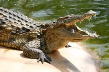 Un garçonnet de 11 ans dévoré par un crocodile