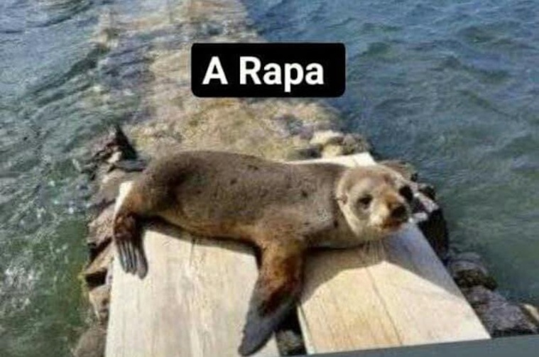 Une otarie observée à Rapa Une otarie observée à Rapa