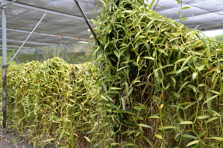 Le ras-le-bol des vanilliculteurs de Taha'a Le ras-le-bol des vanilliculteurs de Taha'a