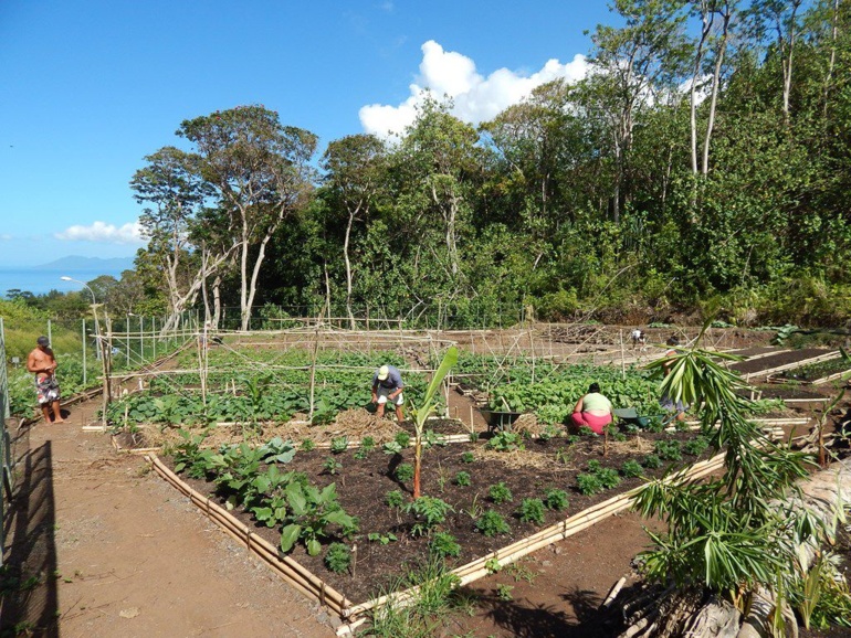 Des apprentis agriculteurs vendent leurs premières récoltes bio ce vendredi à Punaauia Des apprentis agriculteurs vendent leurs premières récoltes bio ce vendredi à Punaauia