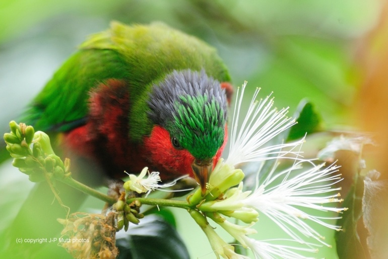 Le 'ura de Rimatara Le 'ura de Rimatara