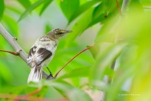 Le oroma'o de Rimatara Le oroma'o de Rimatara