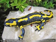 Alerte sur la salamandre européenne, menacée par un mystérieux champignon Alerte sur la salamandre européenne, menacée par un mystérieux champignon