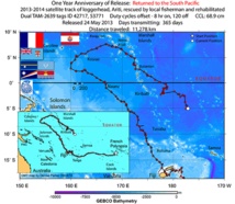 Tortue Ariti : 11 278 Kms parcourus en une année Tortue Ariti : 11 278 Kms parcourus en une année