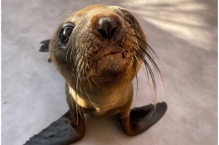 E te hoa, l'otarie de Rurutu, reprend du poil de la bête E te hoa, l'otarie de Rurutu, reprend du poil de la bête