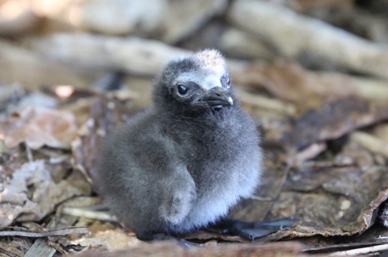 L'éradication inouïe du rat à Tetiaroa L'éradication inouïe du rat à Tetiaroa