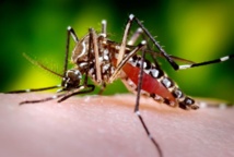 En Polynésie française, le moustique Aedes aegypti pourrait être le transmetteur du virus du chikungunya.