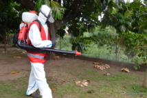 Un agent de la lutte anti-vectorielle sur le terrain à Pirae, vendredi matin. Un agent de la lutte anti-vectorielle sur le terrain à Pirae, vendredi matin.