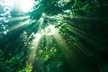 Forêts : la moitié des espèces mondiales menacées