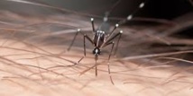Pyrénées-Orientales: un cas de chikungunya importé des Antilles Pyrénées-Orientales: un cas de chikungunya importé des Antilles