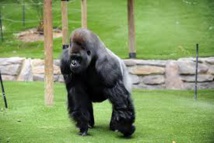Exercice d'évasion d'un gorille: c'est le soigneur qui prend une fléchette tranquillisante