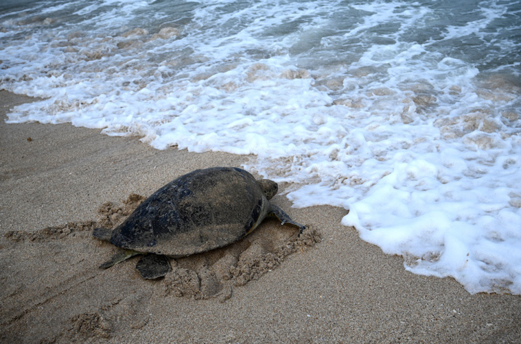 Le procès d'un “massacre” de tortues à Manuae Le procès d'un “massacre” de tortues à Manuae