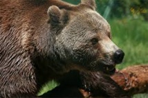 Appel à "remplacer" l'ours Balou, mort dans les Pyrénées Appel à "remplacer" l'ours Balou, mort dans les Pyrénées