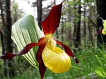 Des orchidées et les lémuriens menacés d'extinction selon l'UICN Des orchidées et les lémuriens menacés d'extinction selon l'UICN