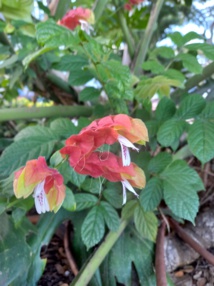 De la fleur au fruit De la fleur au fruit