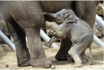 Panthères de l'Amour, guépards, éléphants... boom des naissances rares dans les zoos Panthères de l'Amour, guépards, éléphants... boom des naissances rares dans les zoos