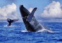 5 000 baleines sillonnent le Pacifique Sud