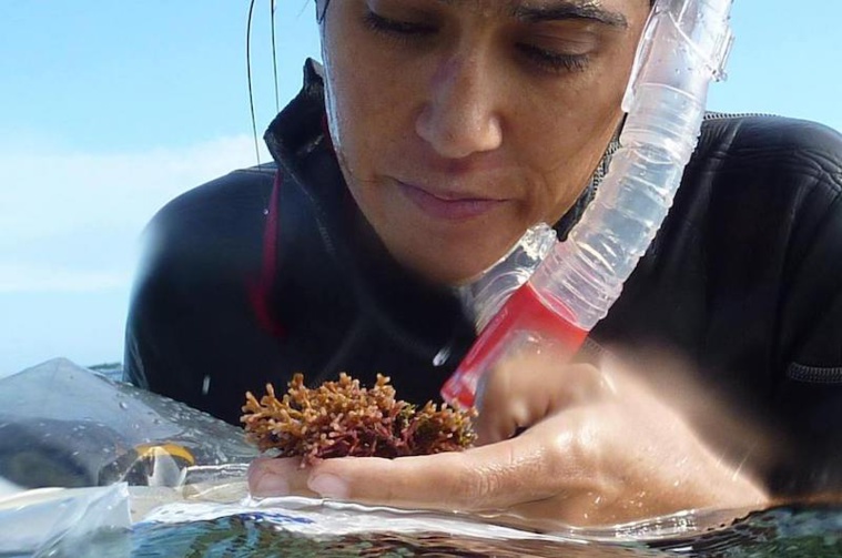 La chercheuse Mayalen Zubia lors d'une collecte d'algues.