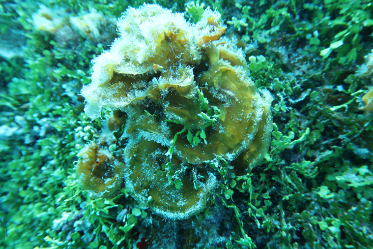 Lobophora tuaiae. (Crédit : Mayalen Zubia, Christophe Vieira - 2022). Lobophora tuaiae. (Crédit : Mayalen Zubia, Christophe Vieira - 2022).