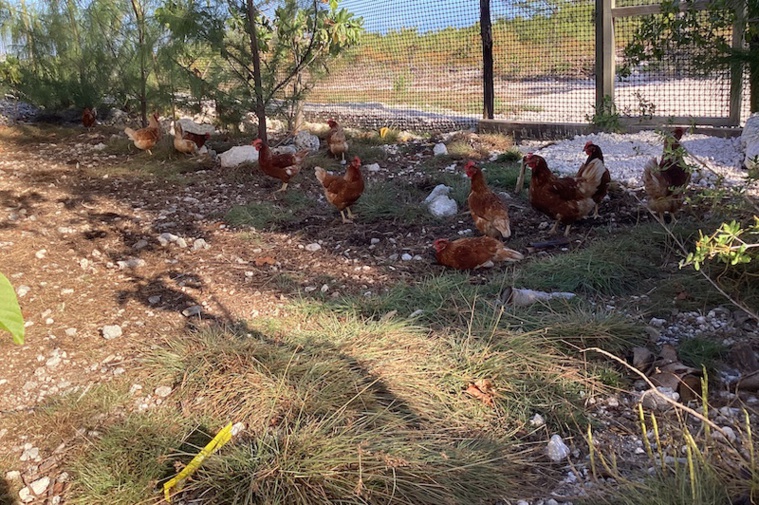 À Arutua, des poules, des arbres... et de l'audace À Arutua, des poules, des arbres... et de l'audace