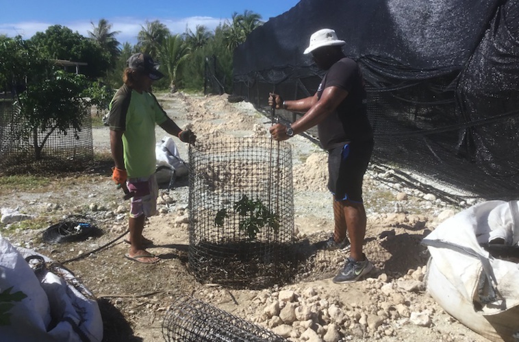 À Arutua, des poules, des arbres... et de l'audace À Arutua, des poules, des arbres... et de l'audace