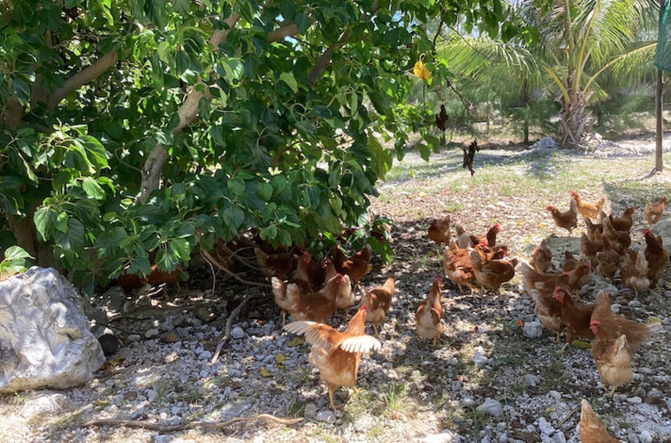 À Arutua, des poules, des arbres... et de l'audace À Arutua, des poules, des arbres... et de l'audace