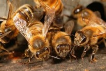 Les abeilles, des sentinelles à l'honneur du 19 au 21 juin