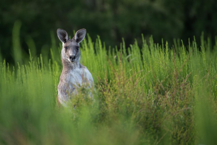 Un kangourou "de compagnie" soupçonné d’avoir tué un Australien