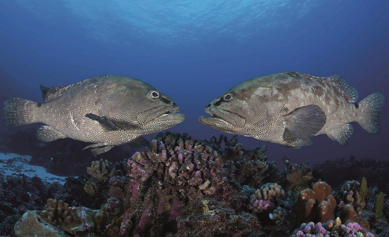 (c) Thomas Vignaud (c) Thomas Vignaud