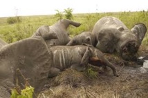 Trafic d'ivoire: les éléphants du Mozambique massacrés par centaines Trafic d'ivoire: les éléphants du Mozambique massacrés par centaines