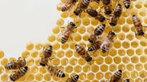 Obama ordonne un réexamen de l'effet des pesticides sur les abeilles Obama ordonne un réexamen de l'effet des pesticides sur les abeilles
