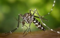 Après les Caraïbes, le virus du chikungunya se répand en Amérique centrale
