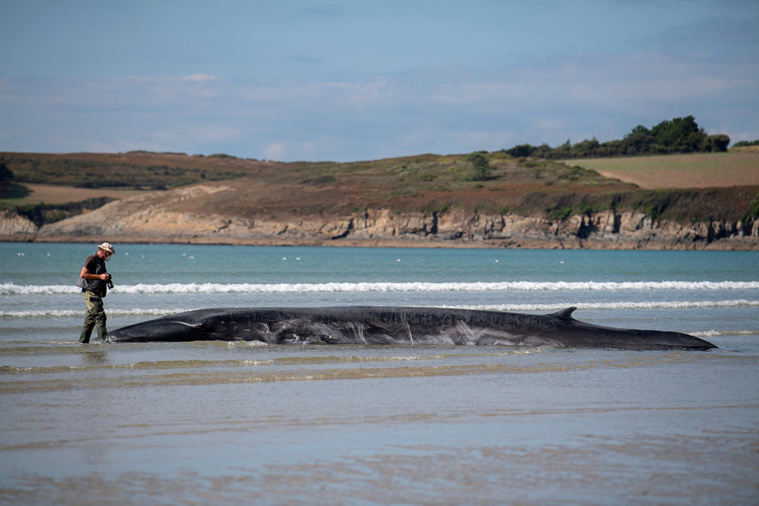 Crédit FRED TANNEAU / AFP Crédit FRED TANNEAU / AFP
