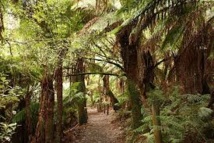 Patrimoine mondial: l'Unesco refuse de déclasser des forêts australiennes Patrimoine mondial: l'Unesco refuse de déclasser des forêts australiennes