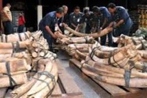 Les crimes contre l'environnement financent groupes armés et "terroristes" Les crimes contre l'environnement financent groupes armés et "terroristes"