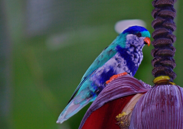 (crédit : Caroline Blanvillain) (crédit : Caroline Blanvillain)