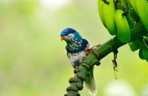 (crédit : Caroline Blanvillain) (crédit : Caroline Blanvillain)