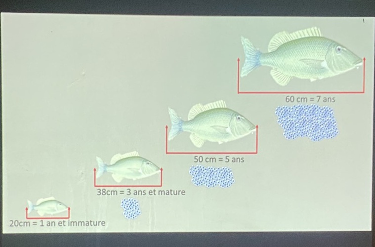 À Rangiroa, une taille minimale pour préserver les stocks de 'o'eo À Rangiroa, une taille minimale pour préserver les stocks de 'o'eo