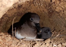 Conférence et Formation sur "Le Pétrel de Tahiti, oiseau marin protégé et menacé" à Raiatea demain vendredi 27 juin Conférence et Formation sur "Le Pétrel de Tahiti, oiseau marin protégé et menacé" à Raiatea demain vendredi 27 juin